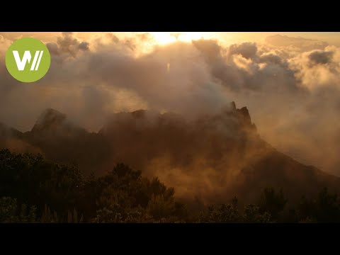Youtube: La Gomeras Nebelwald | Europas Urwälder, Folge 2