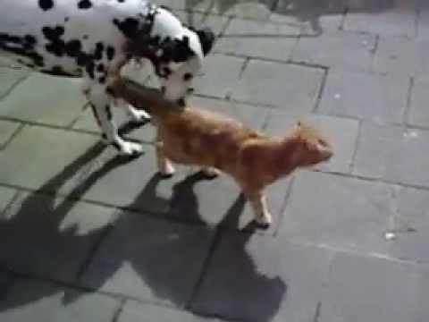 Youtube: Rabe und Hund ärgern Katze