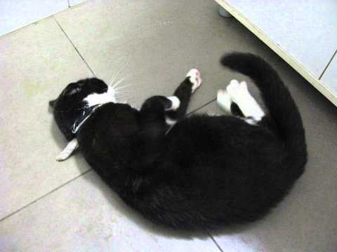 Youtube: Epileptic cat