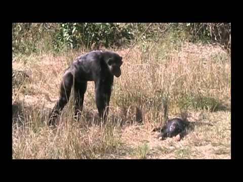 Youtube: Chimpanzee mother learns about her dead infant