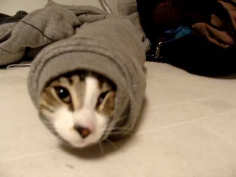 Youtube: Hilarious kitten stuck in sweater sleeve