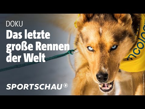 Youtube: Extremes Hundeschlitten-Rennen durch Alaskas Wildnis | Iditarod | Sportschau