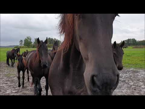 Youtube: If I whistle to the Friesian horses, this will happen....