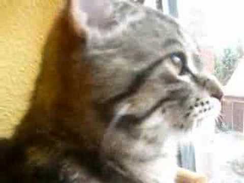 Youtube: Was Katzen wirklich denken