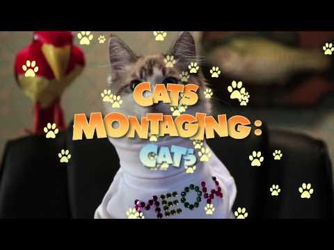 Youtube: Cats Montaging Cats