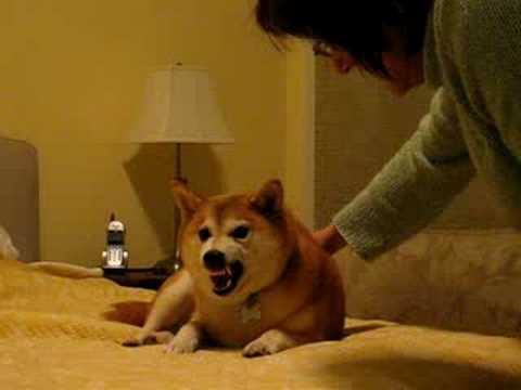 Youtube: Shiba Inu or Satan?