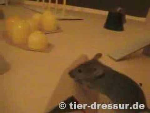 Youtube: mouse agility