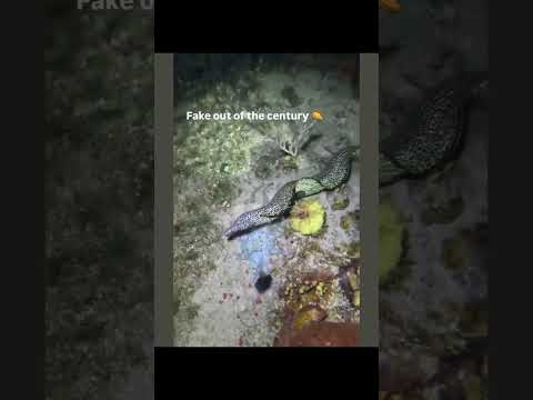 Youtube: Tarnstufe: 100 🥷 #Shorts #Oktopus #Ozean