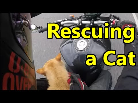 Youtube: How to Rescue a Cat on a Motorcycle