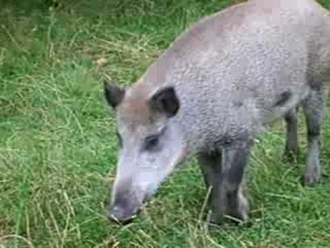 Youtube: Begegnung am Teufelssee