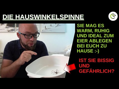 Youtube: Die Hauswinkelspinne fangen und loswerden - Aber bitte gesund und lebend in der Natur!