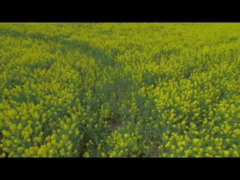 Youtube: Tarlton Crop Circle HD 60p DRONE