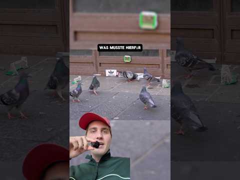 Youtube: Tauben spielen Fußball STATT einfach herumzufliegen. #viral #tiere #wissen #tauben