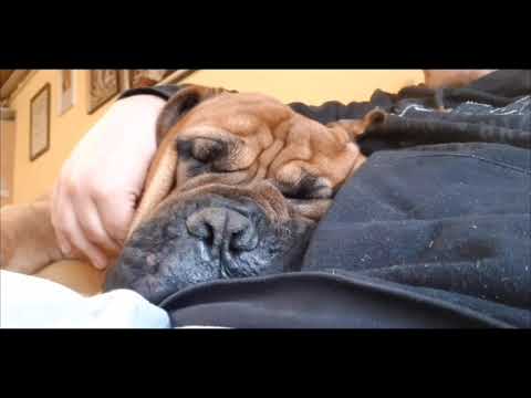 Youtube: Lauf, Ulf, lauf...“ – Ein letzter Gruß an meinen sanften Riesen (Bullmastiff Tribute) 🌈