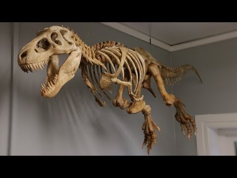 Youtube: BIG 3D Printed T-Rex Skeleton