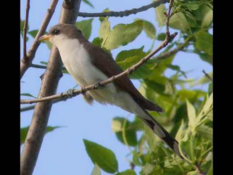 Youtube: Sounds Of The Cuckoo Forest - Relaxation Video - No Music Just Nature