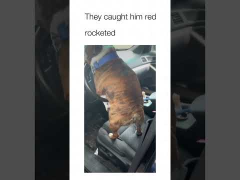 Youtube: Dog Humps Steering Wheel