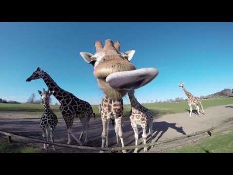 Youtube: Giraffe Licks Camera
