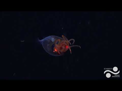Youtube: Colossal Squid, 1st Live Observation | Searching for New Species in the South Sandwich Islands