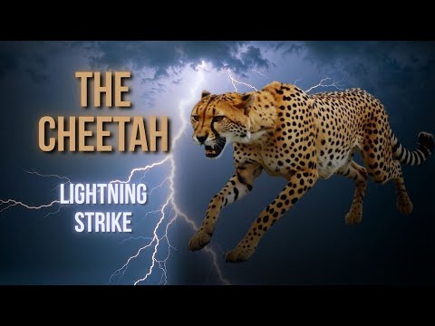 Youtube: Africa | The Cheetah | Lightning Strike | Tribute Song