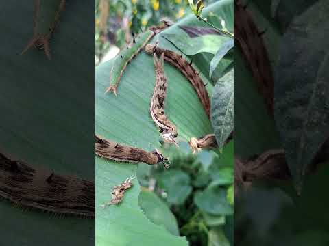 Youtube: Gefräßige Raupen 2