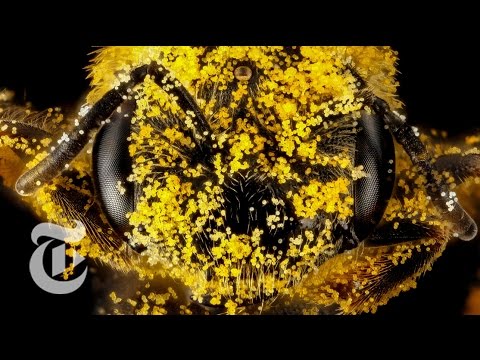 Youtube: How Bees Freshen Up | ScienceTake | The New York Times