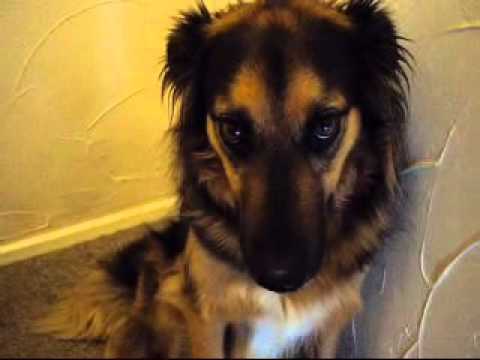 Youtube: GUILTY DOG! almost as good as denver