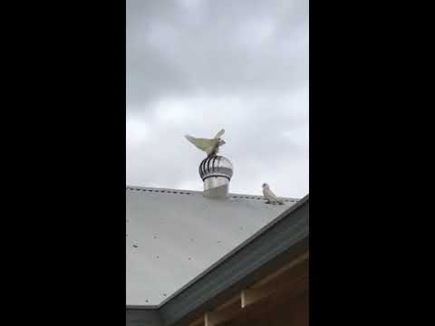 Youtube: White cockatoos playing "whirlybirds"