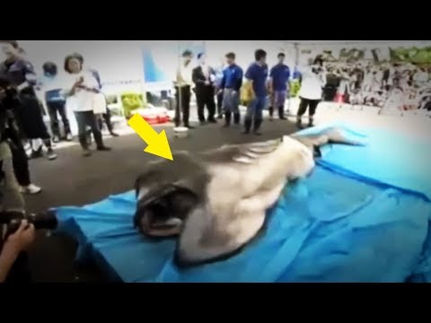 Youtube: 5 Most Mysterious Creatures Caught In Japan!