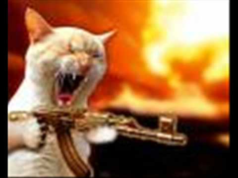 Youtube: Stephen Lynch- Kill a Kitten
