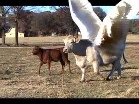 Youtube: Flying Cow