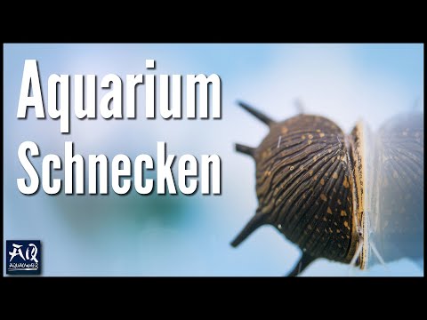 Youtube: Schnecken im Aquarium halten | AquaOwner