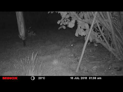 Youtube: Marder im Garten inkl. Kaninchen
