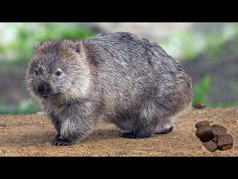 Youtube: WOMBATS POO SQUARES!