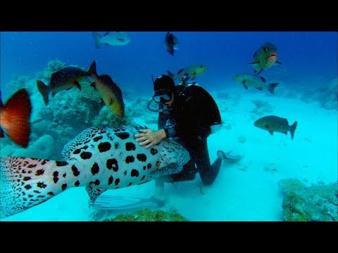 Youtube: Sharkwater Trailer - HD