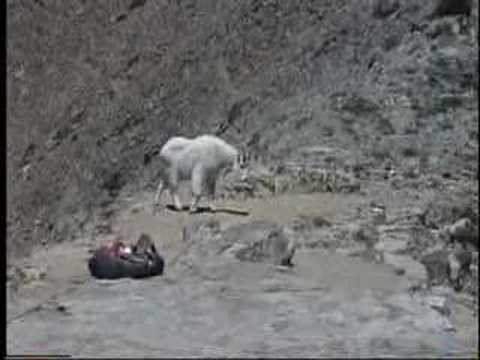 Youtube: Mountain Goat Encounter
