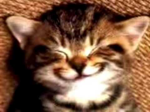Youtube: Cat singing Happy Birthday song