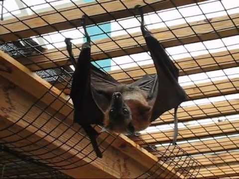 Youtube: The Biggest Bat in the World - Flying Fox