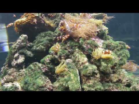 Youtube: Aquarien Welten