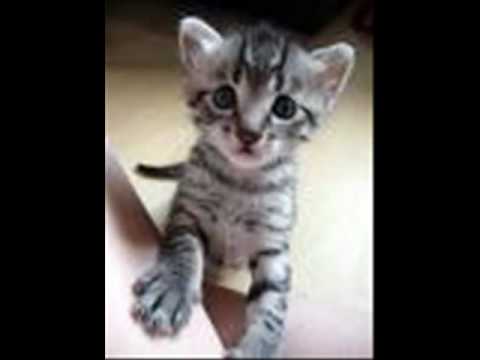 Youtube: The Prodigy - Charly (Alley Cat Remix) + Cute Cats & Kittens