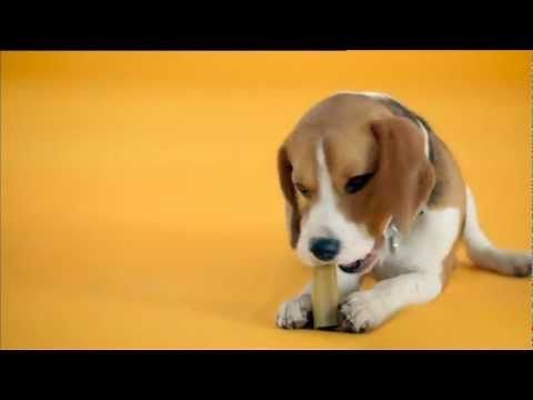 Youtube: Pedigree Werbung 2012 (Deutsch)