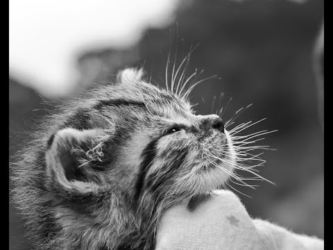 Youtube: Katzenschnurren - Das Heilmittel gegen Schlafstörungen, Stress, Depressionen | Meditation Tier ASMR