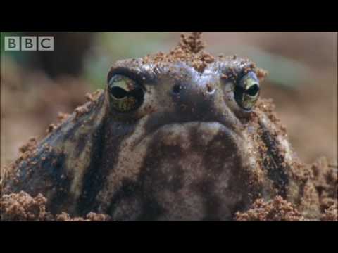 Youtube: Amazing Rain Frogs | Life In Cold Blood | BBC