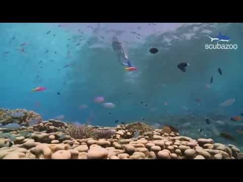 Youtube: Scuba Diving Maldives - Beautiful HD Underwater Footage