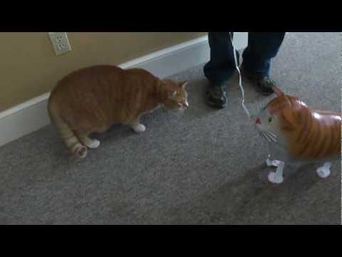 Youtube: Bert the Cat vs Cat Balloon