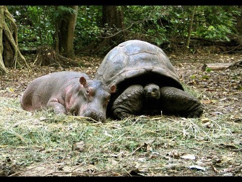 Youtube: 130 year old Tortoise Saves Baby Hippo’s Life, Now They’re Best Friends…