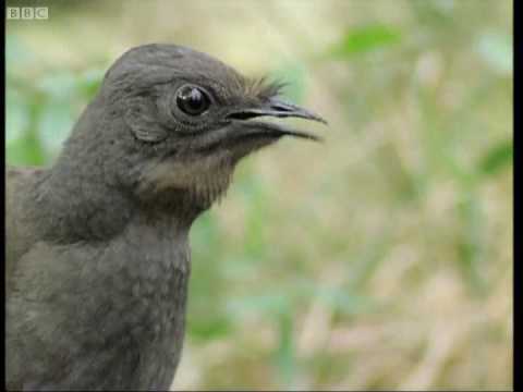 Youtube: Attenborough: the amazing Lyre Bird sings like a chainsaw! Now in high quality | BBC Earth