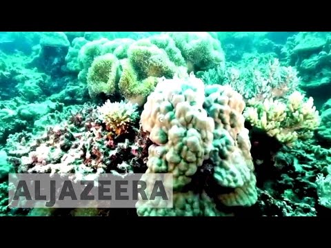 Youtube: Saving the coral reef