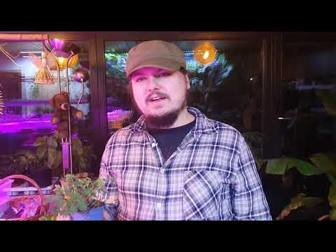 Youtube: Die Mimose (Mimosa Pudica) -  Tipps zur Pflege, Haltung, Standort, Vermehrung und Bewässerung
