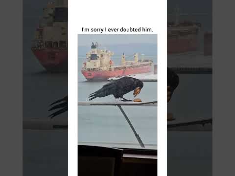 Youtube: hmHe really doesn't want to make a second trip 😂#viral #viralvideo #shortvideos #shortsviral #fun